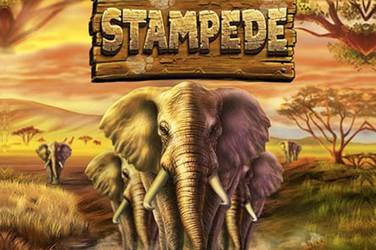 stampede